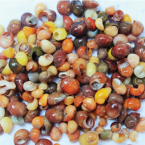 20250924_perles