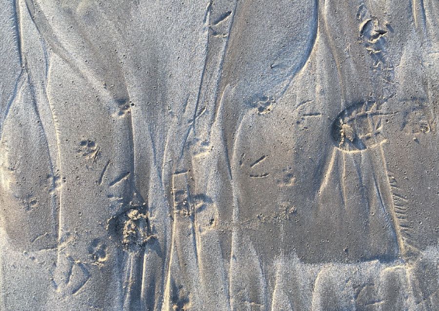 20260331_Coexister avec les animaux